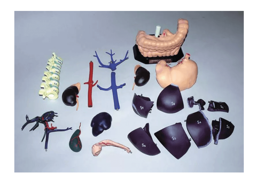 Anatomisches Modell für Ultraschallausbildung - Erler - Zimmer