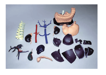 Anatomisches Modell für Ultraschallausbildung - Erler - Zimmer