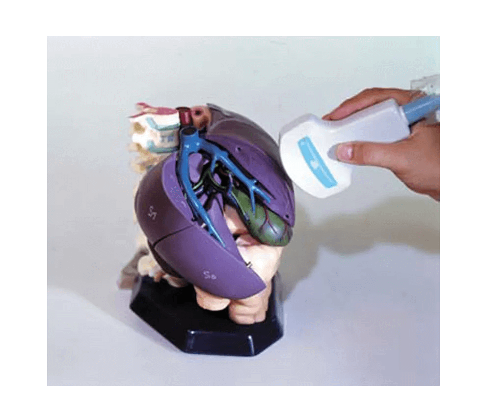Anatomisches Modell für Ultraschallausbildung - Erler - Zimmer