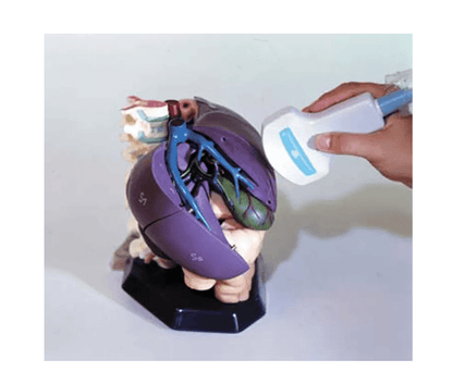 Anatomisches Modell für Ultraschallausbildung - Erler - Zimmer