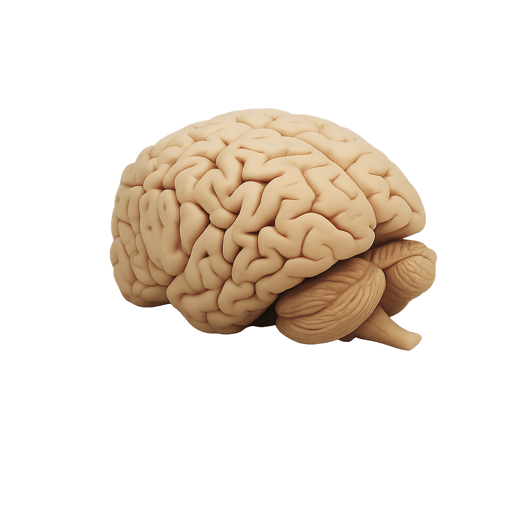 Menschliches Gehirn in Frontalschnitten - Erler - Zimmer