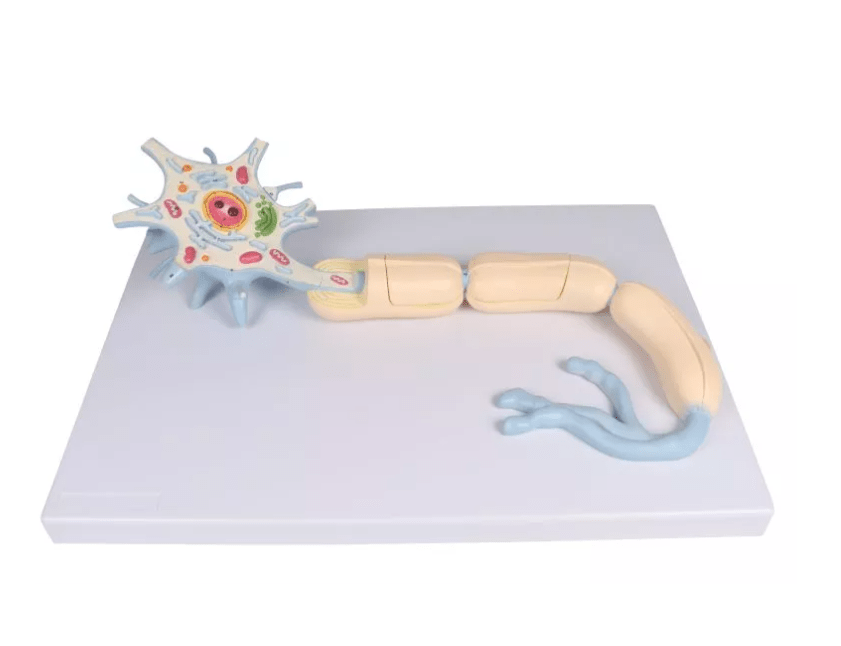 Neuron, 3000 - fache Größe, 2 - teilig - Erler - Zimmer