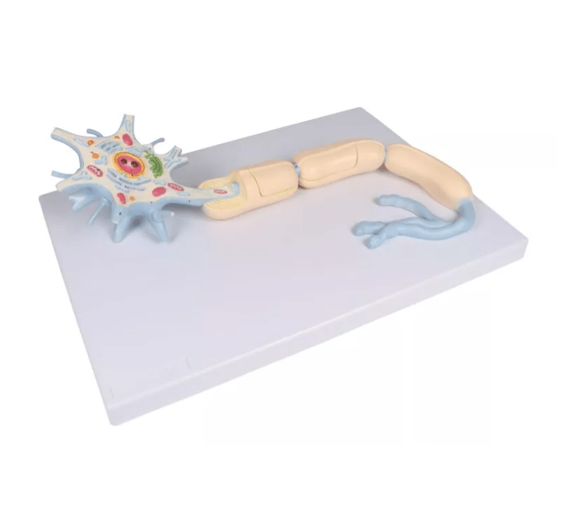 Neuron, 3000 - fache Größe, 2 - teilig - Erler - Zimmer