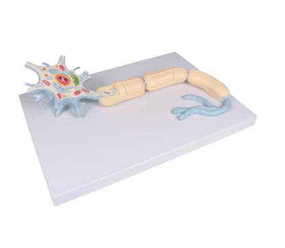 Neuron, 3000 - fache Größe, 2 - teilig - Erler - Zimmer