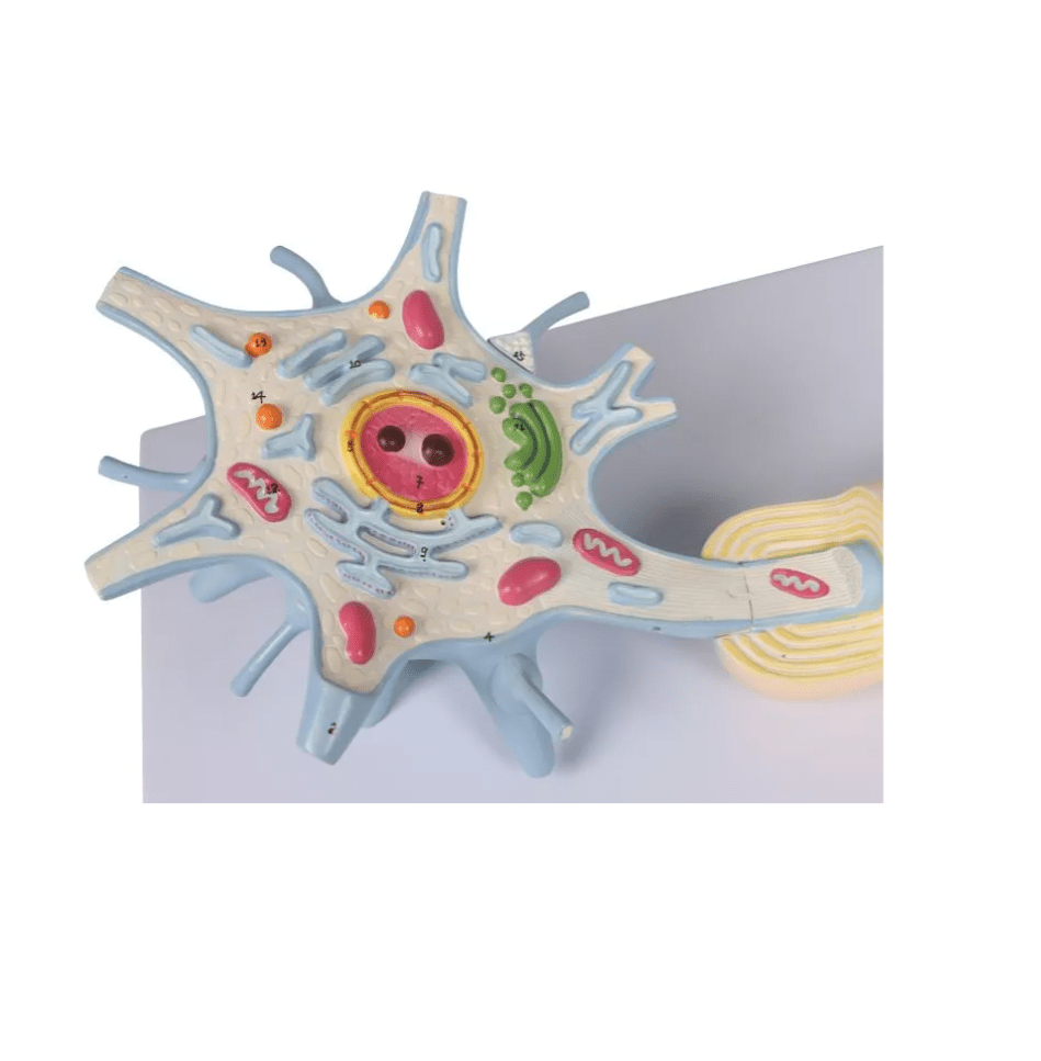 Neuron, 3000 - fache Größe, 2 - teilig - Erler - Zimmer