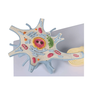 Neuron, 3000 - fache Größe, 2 - teilig - Erler - Zimmer