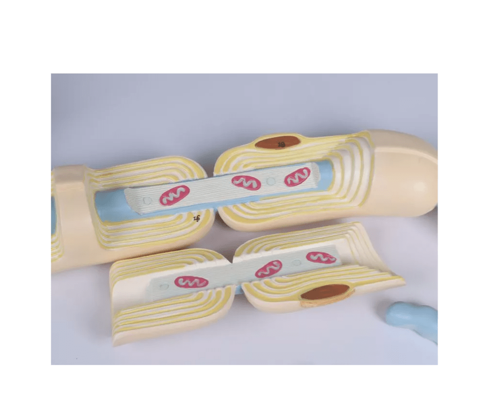 Neuron, 3000 - fache Größe, 2 - teilig - Erler - Zimmer