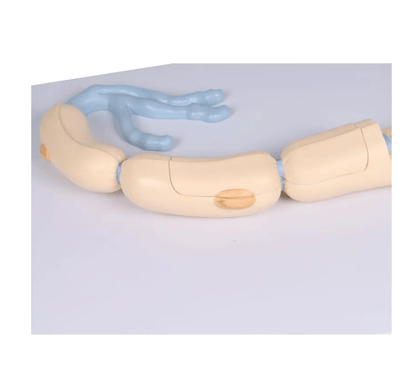 Neuron, 3000 - fache Größe, 2 - teilig - Erler - Zimmer