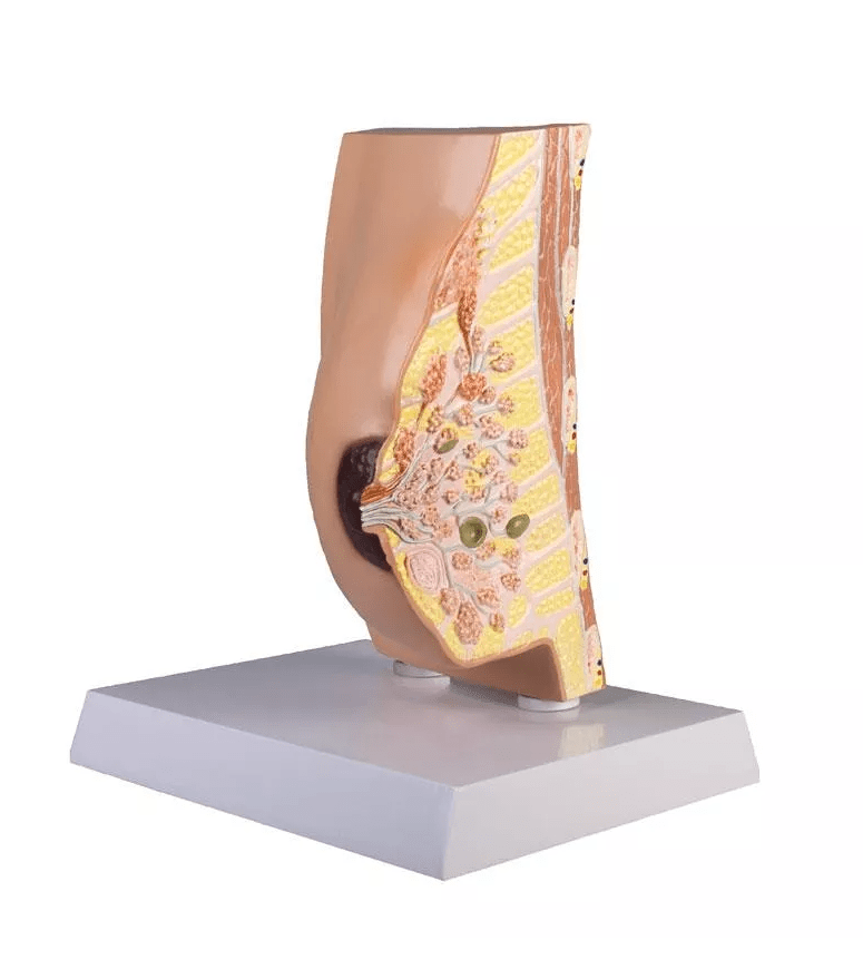 Brustquerschnitt mit Erkrankungen - Erler - Zimmer