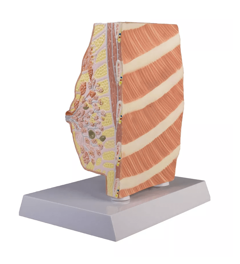 Brustquerschnitt mit Erkrankungen - Erler - Zimmer