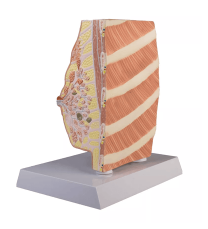 Brustquerschnitt mit Erkrankungen - Erler - Zimmer