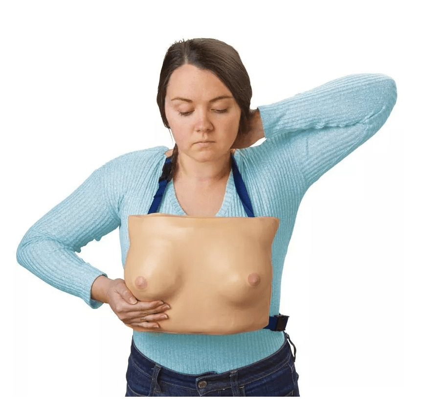 Brustmodell - Erler - Zimmer