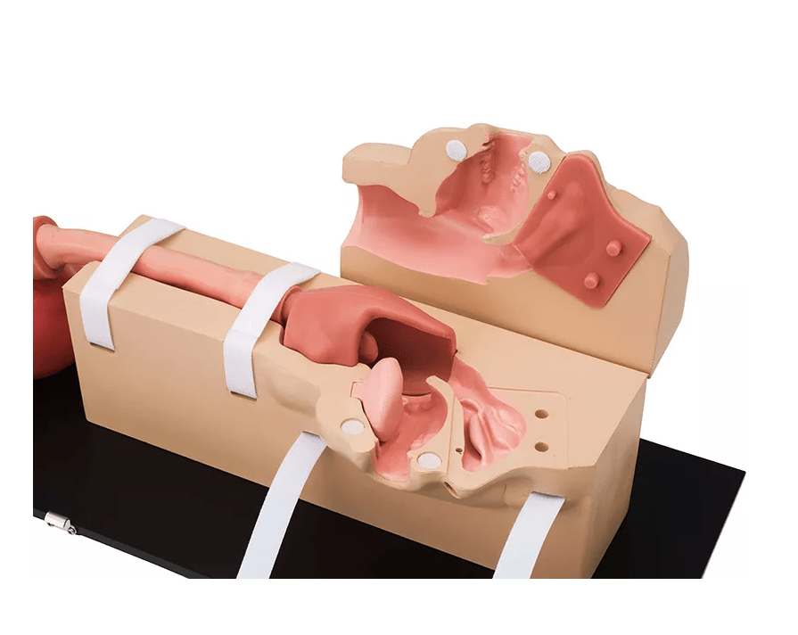 OGD - (Oesophago - Gastro - Duodenoskopie - )Simulator - Erler - Zimmer