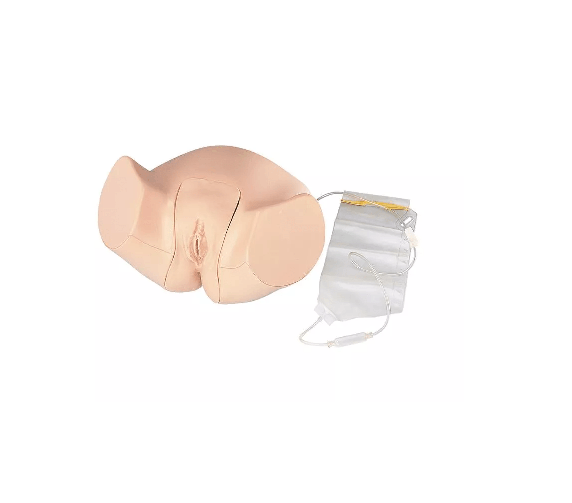 Weibliches Katheterisierungsmodell - Erler - Zimmer