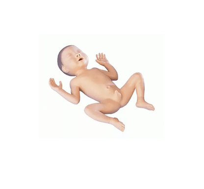 Frühgeborenenmodelle (24. & 30. SSW, männlich) - Erler - Zimmer