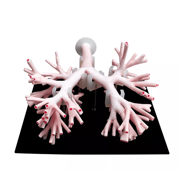 Bronchoskopietrainer - Erler - Zimmer