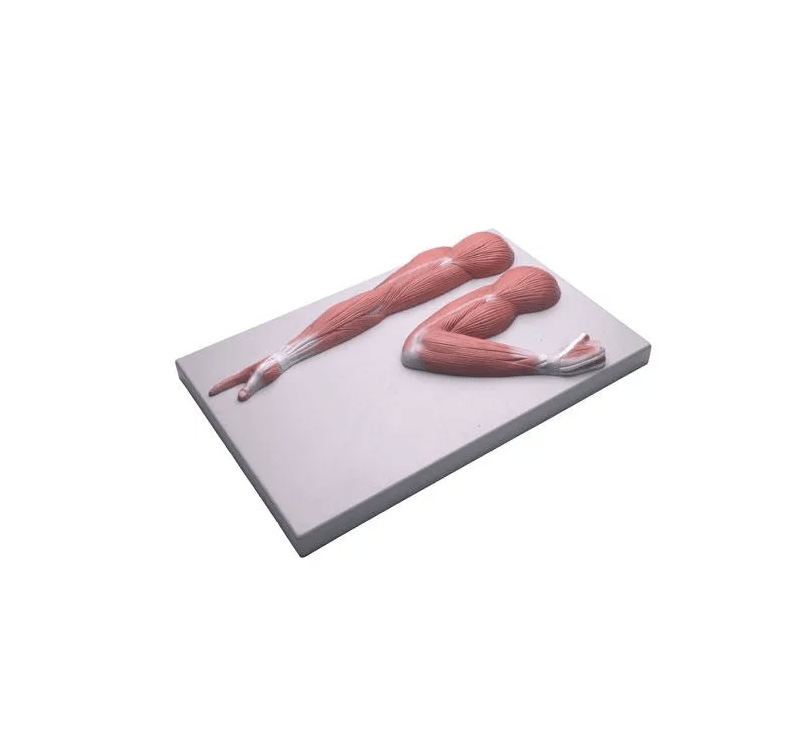 Armmuskulatur - Erler - Zimmer