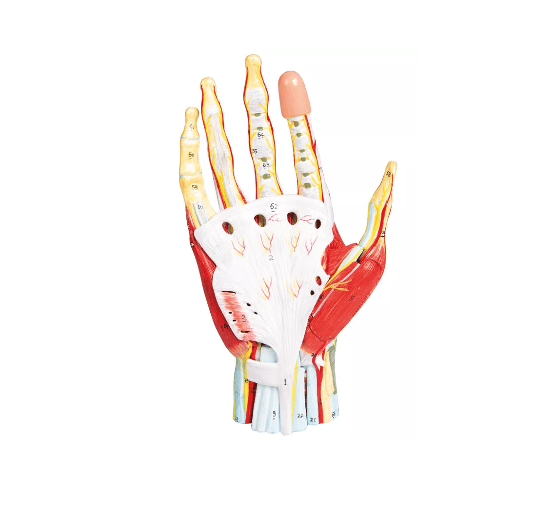 Anatomie der Hand, 7 - teilig - Erler - Zimmer