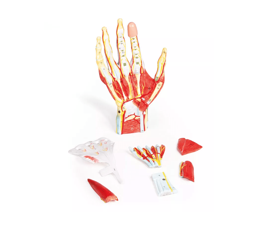 Anatomie der Hand, 7 - teilig - Erler - Zimmer