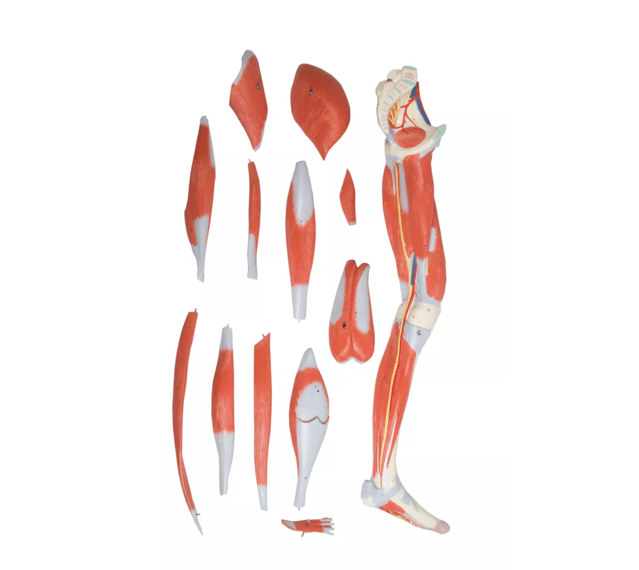 Beinmuskulatur, 13 - teilig - Erler - Zimmer