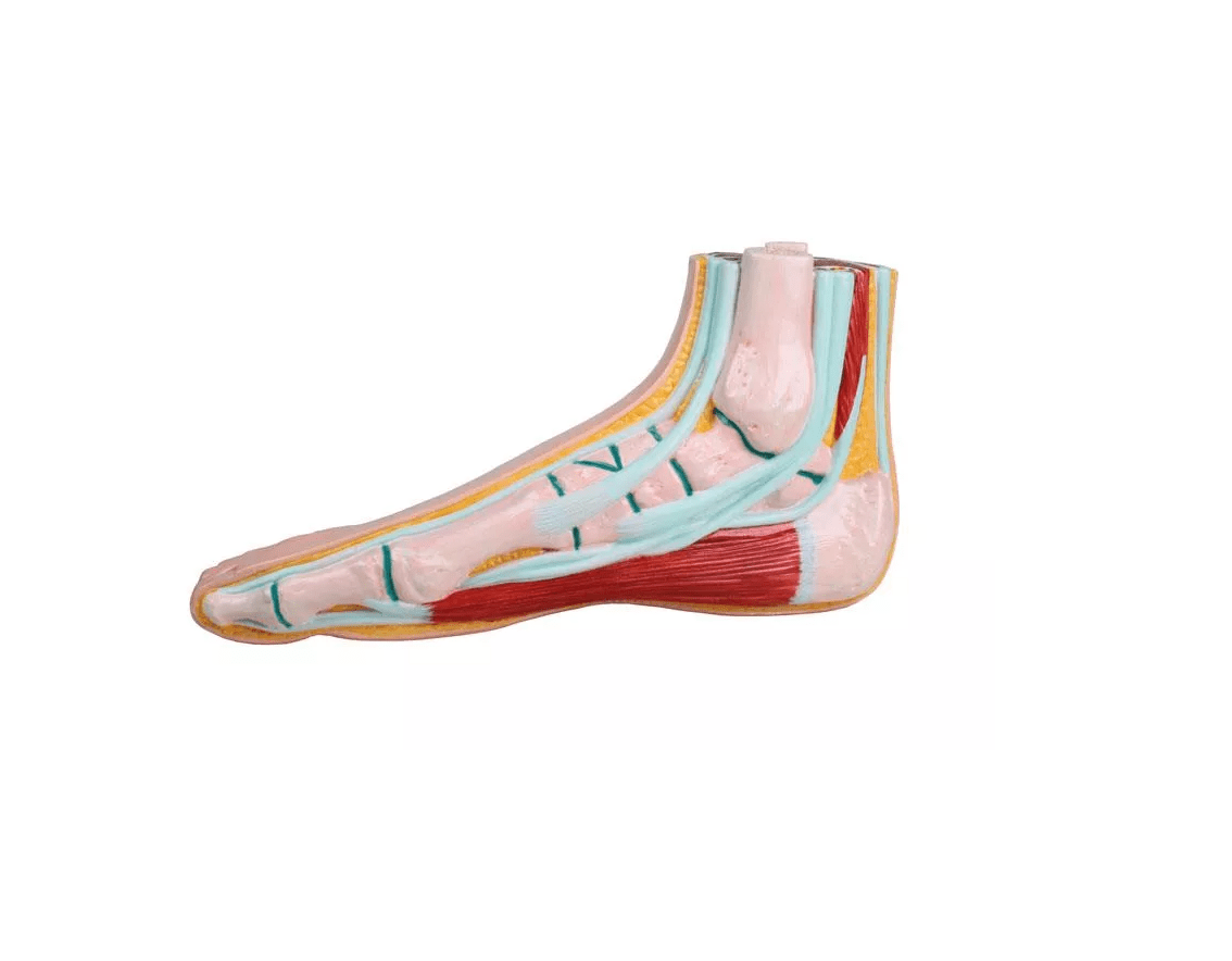 Normalfuß - Erler - Zimmer