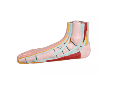 Plattfuß, pes planus - Erler - Zimmer