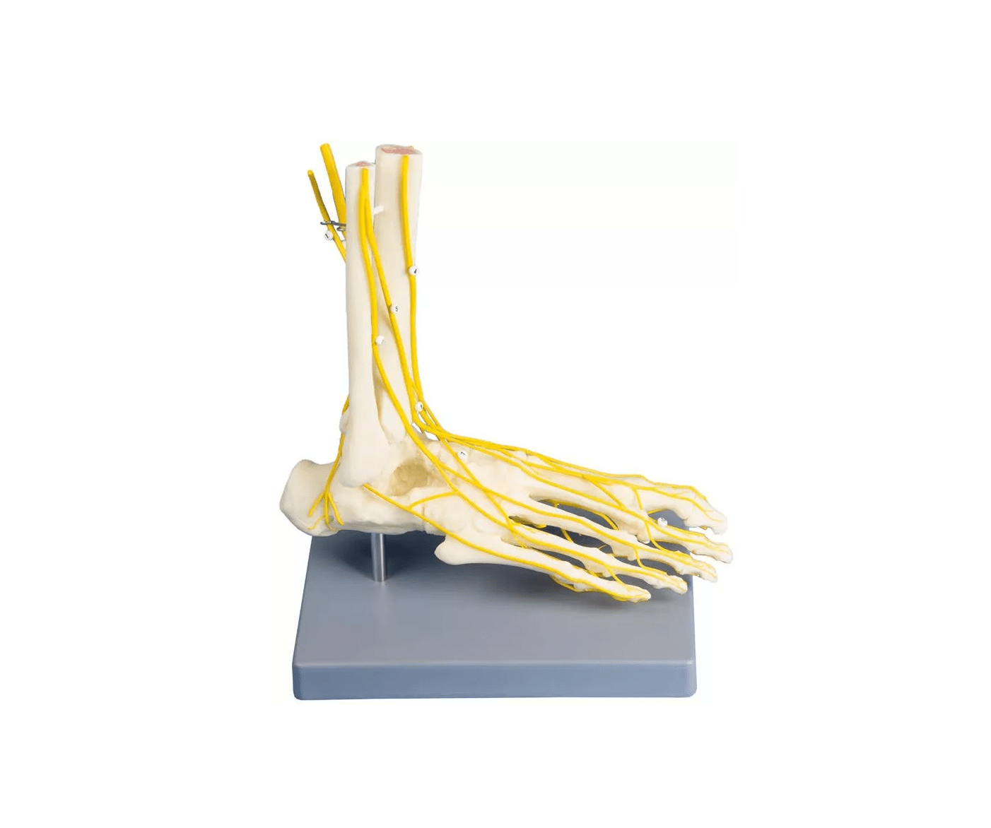 Neuro - Fuß - Erler - Zimmer