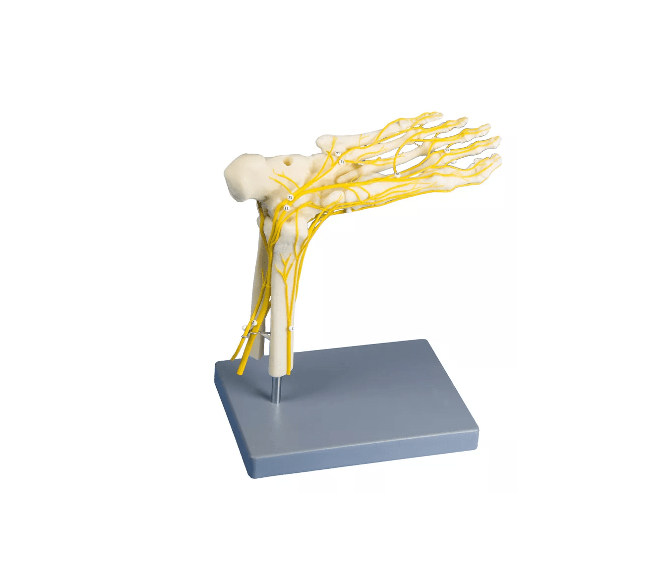 Neuro - Fuß - Erler - Zimmer