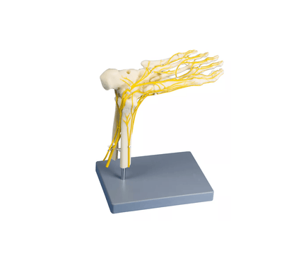 Neuro - Fuß - Erler - Zimmer