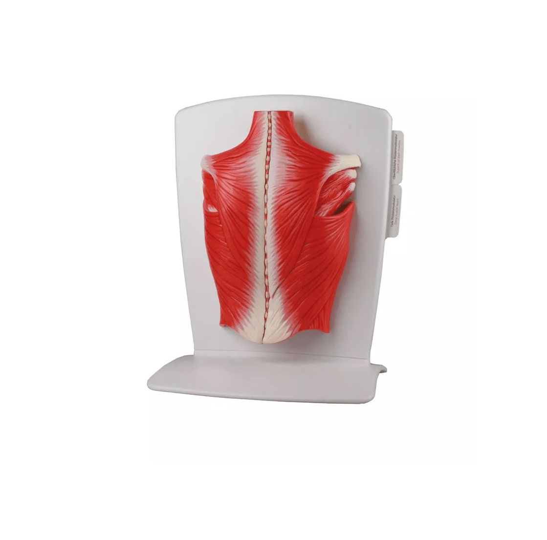 Rückenmuskulatur Modell, 4 - teilig - Erler - Zimmer