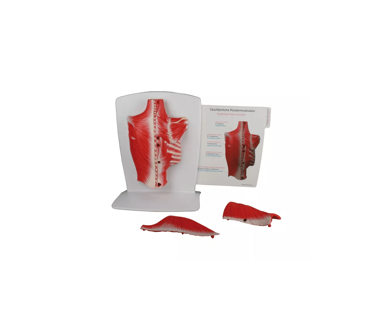 Rückenmuskulatur Modell, 4 - teilig - Erler - Zimmer