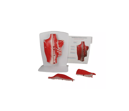 Rückenmuskulatur Modell, 4 - teilig - Erler - Zimmer