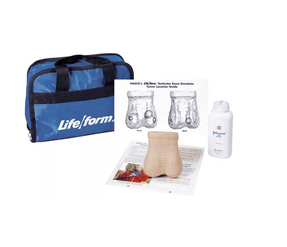 Hoden - Tastmodell - Erler - Zimmer