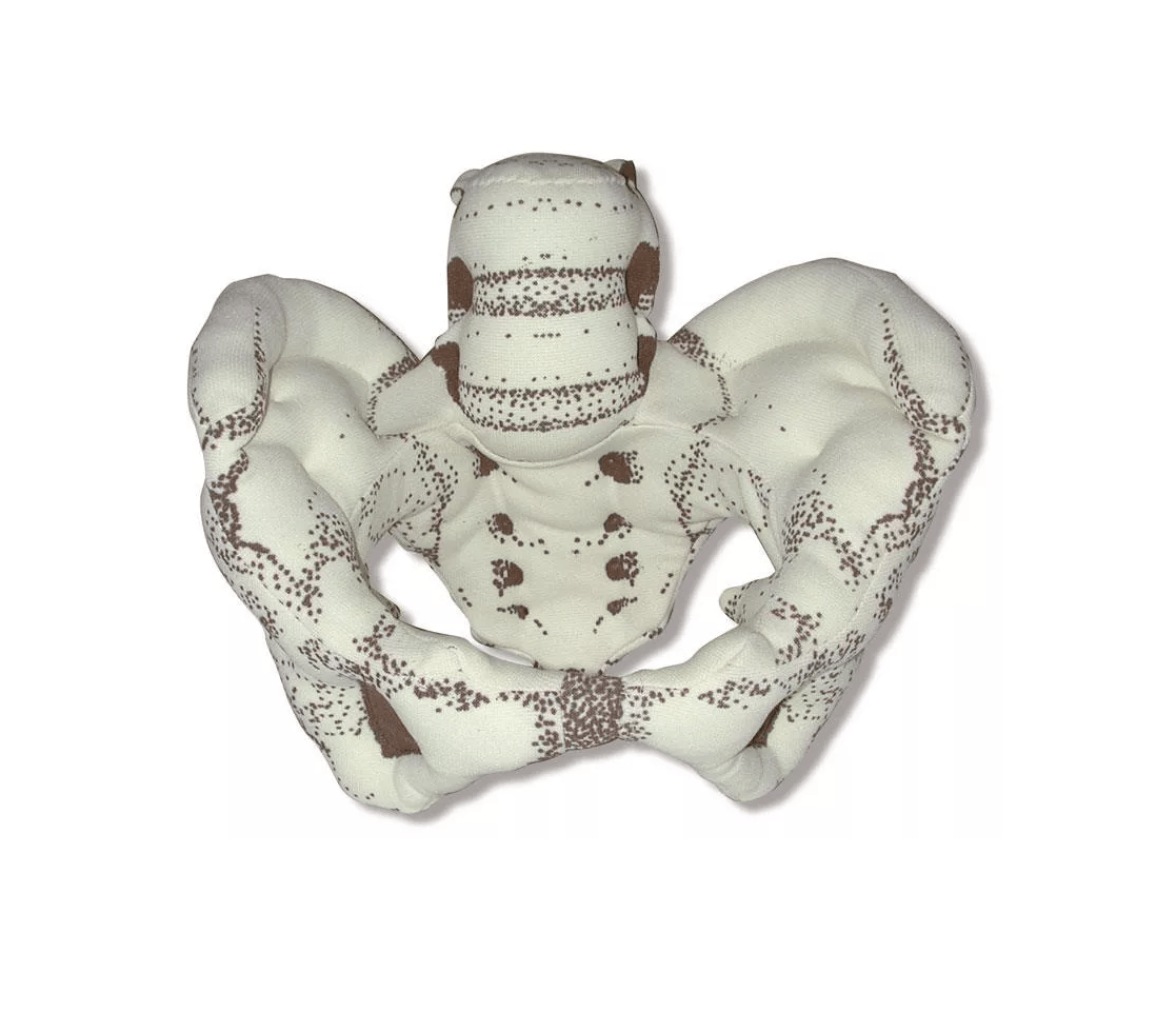 Beckenmodell aus Stoff - Erler - Zimmer