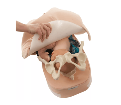 Modellset abdominale Palpation - Erler - Zimmer