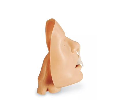 Supgraglottische Atemwegshilfen Trainer Erwachsener - Erler - Zimmer