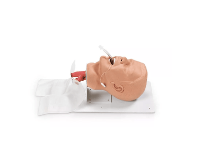 Erwachsenen – Intubationstrainer “Economy” auf Grundplatte - Erler - Zimmer