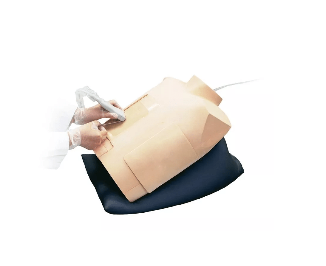 Perikardiozentese Simulator mit Ultraschallunterstützung - Erler - Zimmer