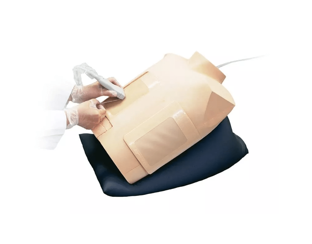 Perikardiozentese/Thorakozentese Simulator mit Ultraschallunterstützung - Erler - Zimmer