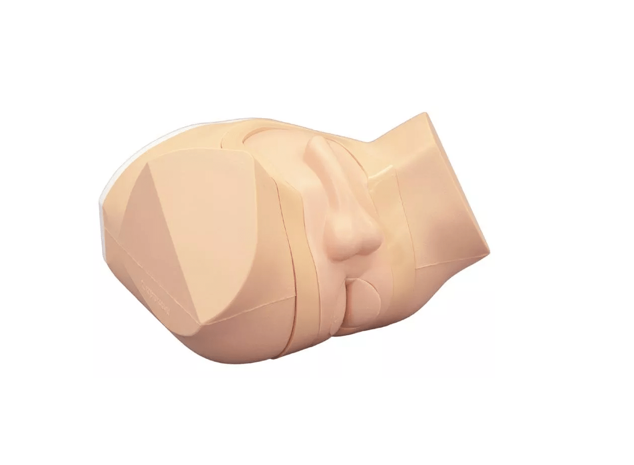 Prostata und rektaler Untersuchungssimulator - Erler - Zimmer