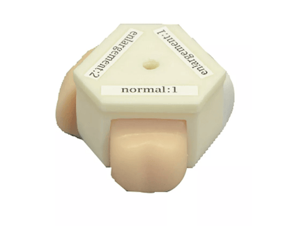 Prostata und rektaler Untersuchungssimulator - Erler - Zimmer