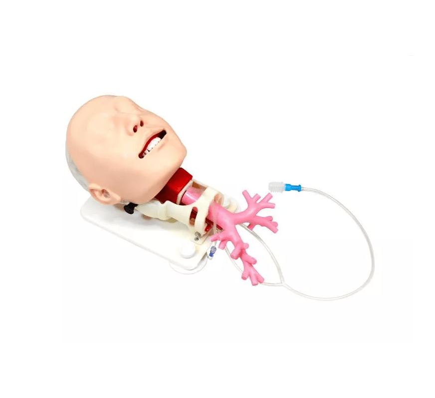 Simulator für schwieriges Atemwegsmanagement für die Fiberbronchosskopie - Erler - Zimmer