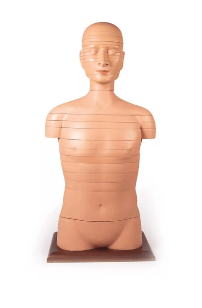 Scheibentorso, natürliche Größe - Erler - Zimmer