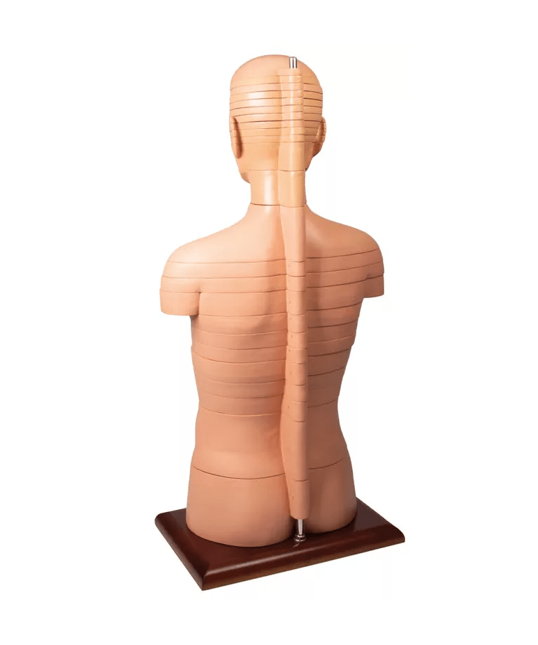 Scheibentorso, natürliche Größe - Erler - Zimmer