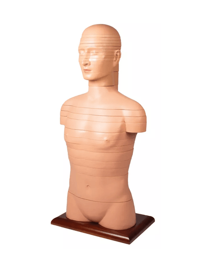 Scheibentorso, natürliche Größe - Erler - Zimmer