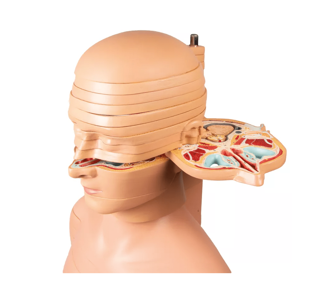 Scheibentorso, natürliche Größe - Erler - Zimmer