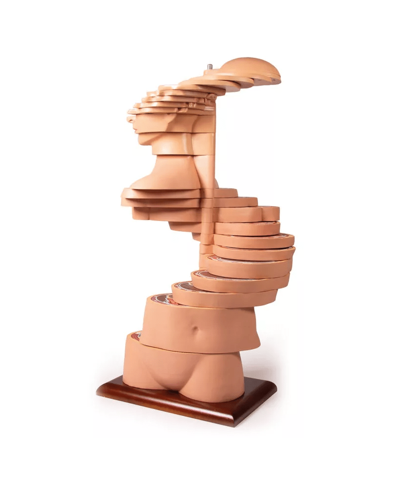 Scheibentorso, natürliche Größe - Erler - Zimmer