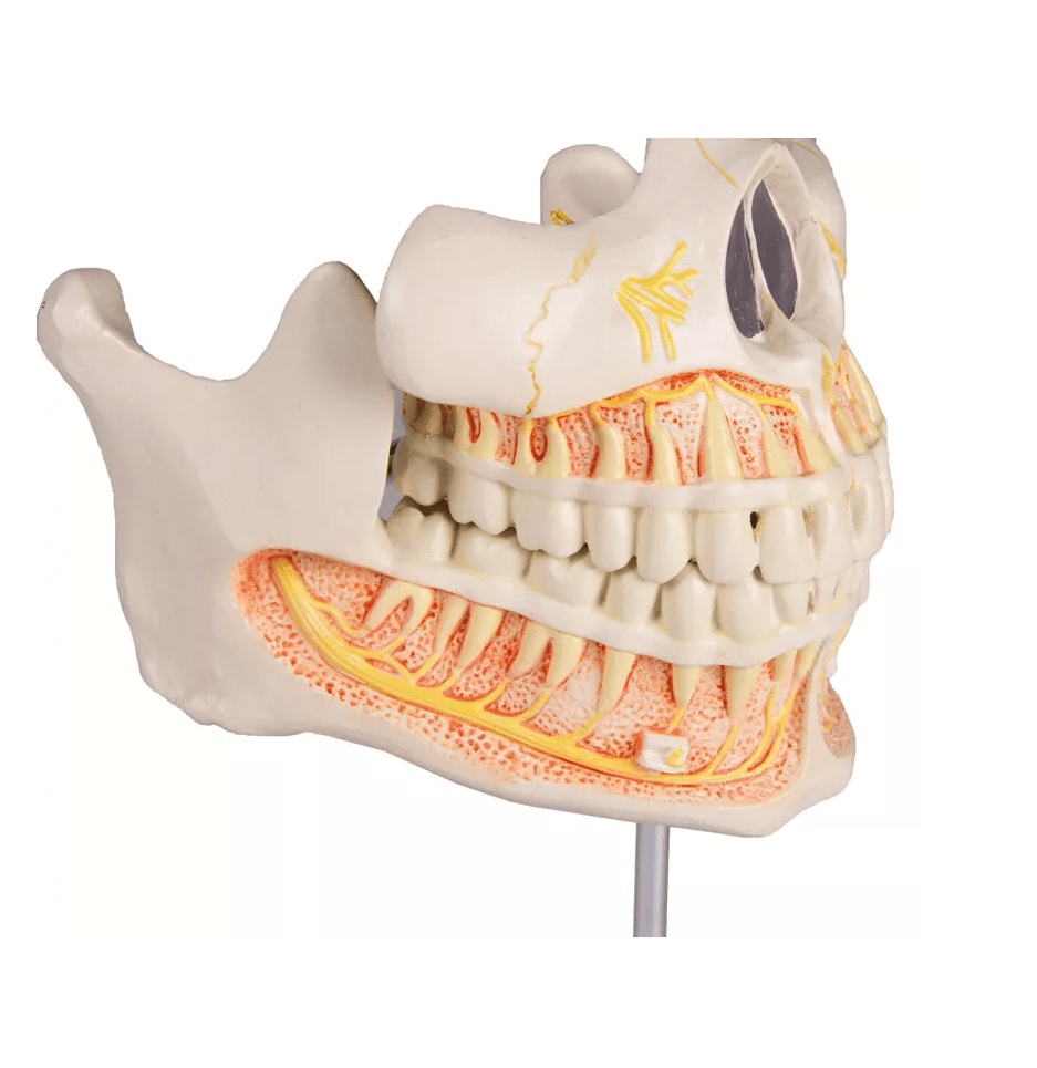 Milchgebiß, 5jährig - Erler - Zimmer