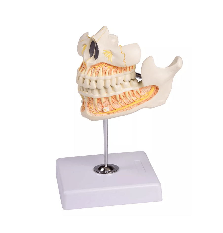 Milchgebiß, 5jährig - Erler - Zimmer