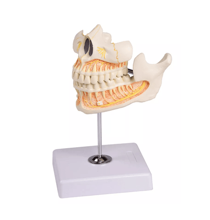 Milchgebiß, 5jährig - Erler - Zimmer